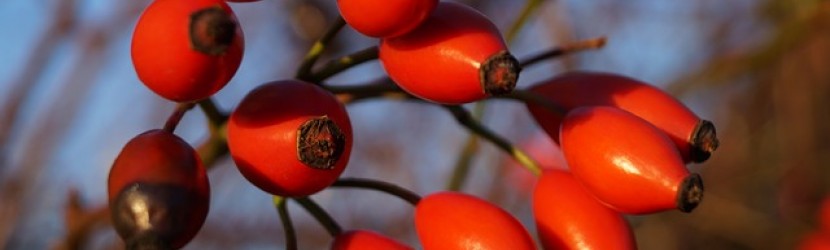 Rose hips packed with vitamin C a good immune booster 
