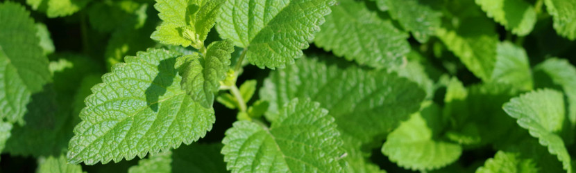 Lemon Balm: A Garden Remedy for Mind, Body and Spirit Lemon Balm for sleep and mild anxiety