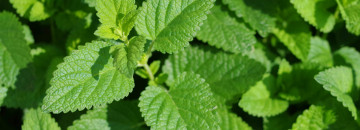 Lemon Balm: A Garden Remedy for Mind, Body and Spirit Lemon Balm for sleep and mild anxiety