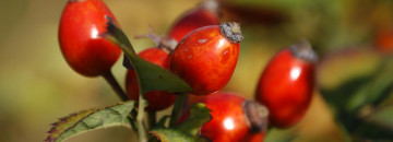 Rosehips rich in vitamin C