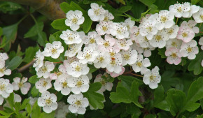 Natural remedy for heart disease