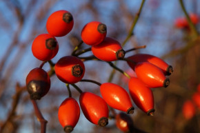 Rose hips packed with vitamin C a good immune booster 