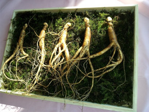 Ginseng - adaptogen