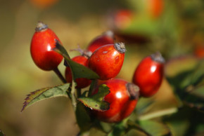 Rosehips rich in vitamin C