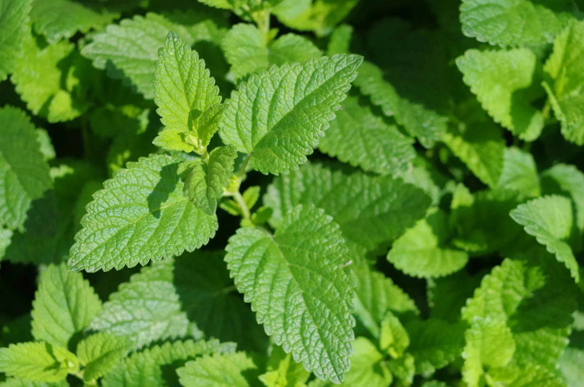 Lemon Melissa, commonly known as Lemon Balm 